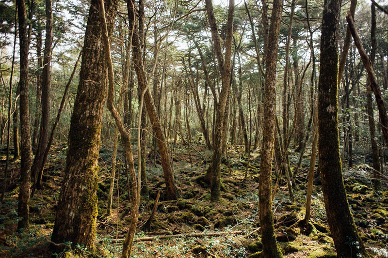 Forêt Suicide d’Aokigahara